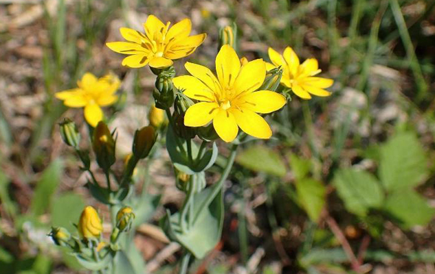 Blackstonia perfoliata.