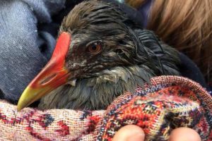 La gallinella d'acqua subito dopo il salvataggio (foto dalla pagina Fb del Centro Rapaci Lipu Mugello)