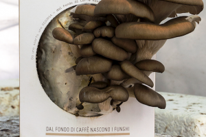 Kit funghi espresso