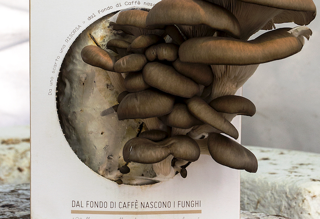 Kit funghi espresso