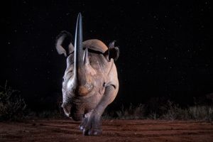 "Black Rhino at Night". Foto di William Burrard-Lucas.