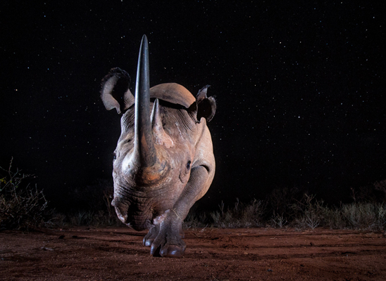 "Black Rhino at Night". Foto di William Burrard-Lucas.