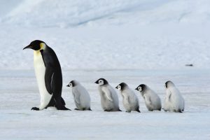 antartide-siena-pinguini-toscana-ambiente