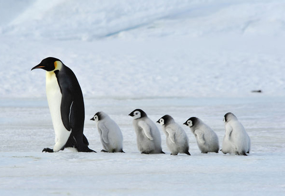 antartide-siena-pinguini-toscana-ambiente