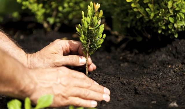 piantare alberi