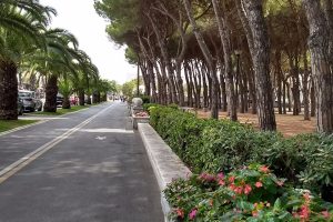 pini-viale-colombo-marina-di-carrara-toscana-ambiente