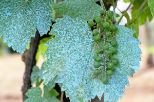 rame-agricoltura-vite-toscana-ambiente