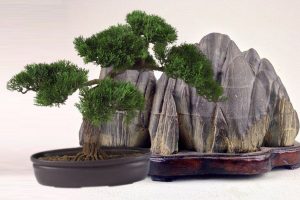 BONSAI-SUISEKI-Toscana-ambiente