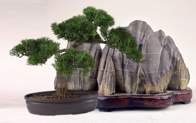 BONSAI-SUISEKI-Toscana-ambiente