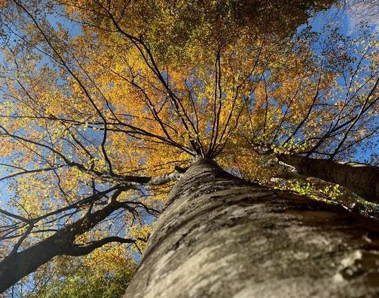 Albero