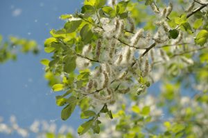 pioppo-cambiamenti-climatici-toscana-ambiente