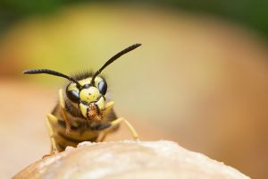 vespe-comunicazione-toscana-ambiente