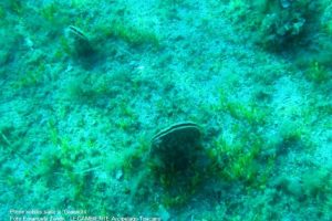 Pinne Nobilis sui fondali di Giannutri (foto di Emanuele Zendri, Legambiente Arcipelago Toscano)