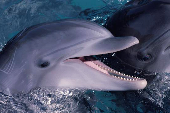 Tursiops-Truncatus-delfini-toscana-ambiente