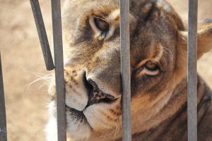 circo-animali-toscana-ambiente