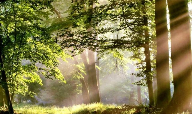 luce-piante-toscana-ambiente-pisa