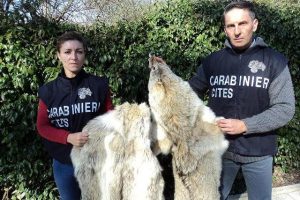 Carabinieri forestali del nucleo Cites di Firenze mostrano due pellicce di lupo siberiano