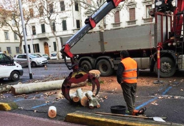 Alberi abbattuti in viale Matteotti (foto Italia Nostra Firenze)