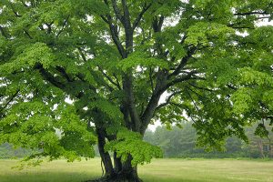 alberi-figline-incisa-valdarno-toscana-ambiente