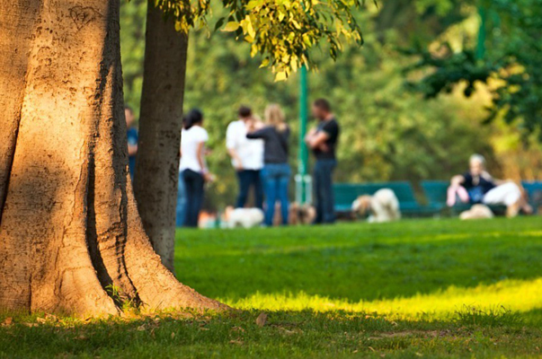 alberi-verde-urbano-toscana-ambiente