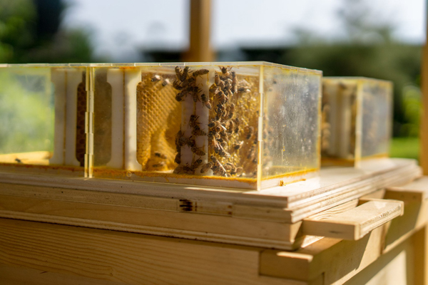 arnia-calenzano-api-toscana-ambiente