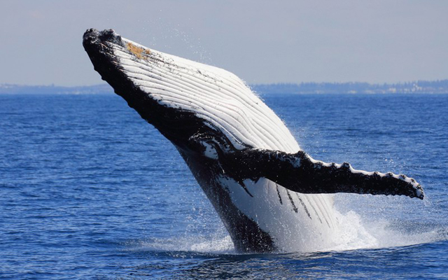 balene-antartide-toscana-ambiente-siena
