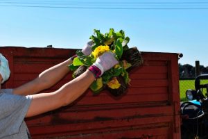 Distruzione delle primule all'azienda agricola Chiarappa di San Giuliano Terme.