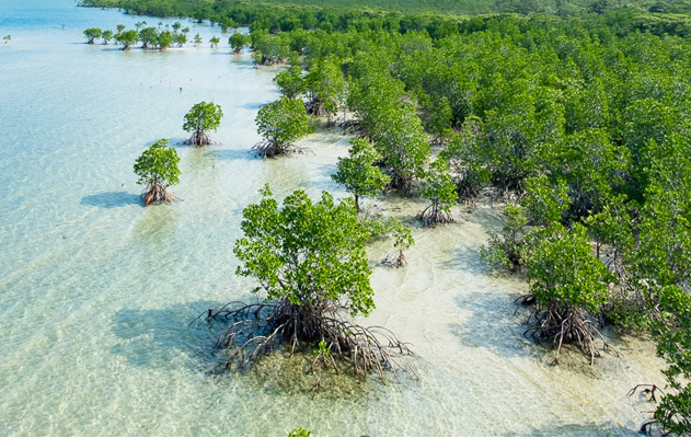 mangrovie-università-firenze-toscana-ambiente