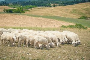 pecore-capre-ovicaprino-toscana-ambiente