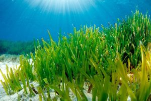 pisidonia-oceanica-toscana-ambiente