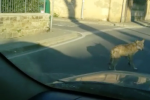 Foto da Protezione Civile di Sesto F.no