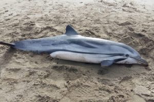 Stenella morta trovata spiaggiata alla Feniglia (Orbetello) il 19 gennaio 2019 (Foto da ISPRA)