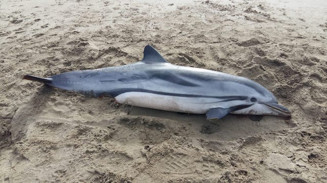 Stenella morta trovata spiaggiata alla Feniglia (Orbetello) il 19 gennaio 2019 (Foto da ISPRA)