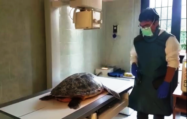Il veterinario dottor Andrea Guidoni con la tartaruga marina ricoverata in questi giorni (foto tartAmare)