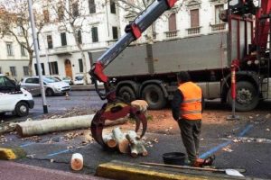 Alberi abbattuti in un viale di Firenze (foto Italia Nostra)