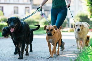 cani-gatti-firenze-toscana-ambiente