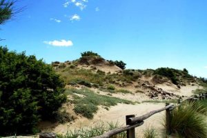 Le dune di Tirrenia (foto Wwf Toscana)