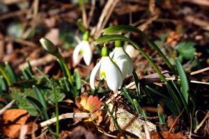 fiori-di-primavera-bucaneve-elisa-battocletti-i-love-val-di-non-1