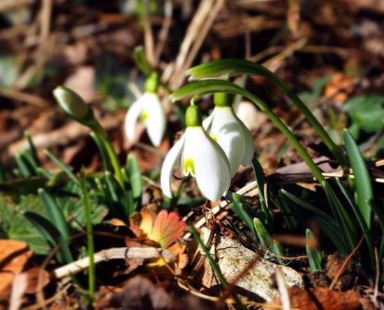 fiori-di-primavera-bucaneve-elisa-battocletti-i-love-val-di-non-1