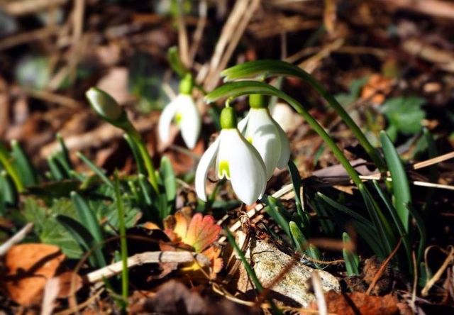 fiori-di-primavera-bucaneve-elisa-battocletti-i-love-val-di-non-1