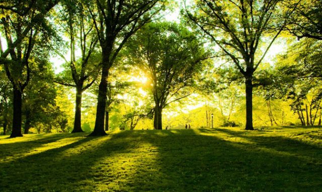 verde-urbano-san-rossore-toscana-ambiente