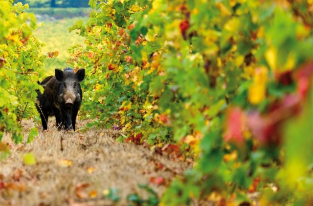 cinghiale-vigna