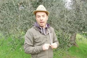 dario-boldrini-olivo-toscana-ambiente