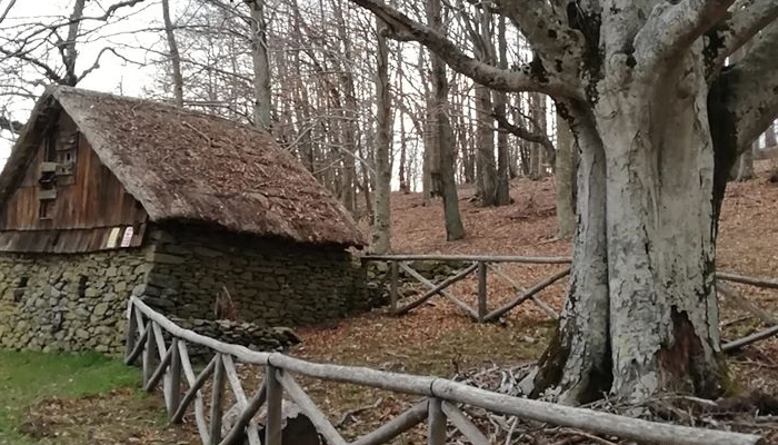 faggio-mannolini-garfagnana-toscana-ambiente