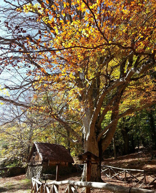 -parco-faggio-mannolini-garfagnana-toscana-ambiente