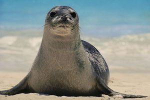 Foca monaca Capraia Toscana-ambiente