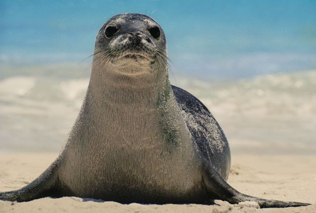 Foca monaca Capraia Toscana-ambiente