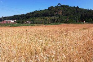 Grano antico_Montelupo Toscana-ambiente