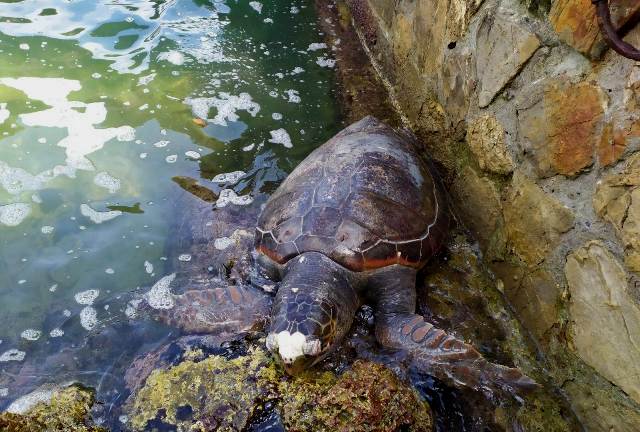 La tartaruga trovata al Porto Mediceo di Livorno (foto ARPAT)