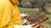 apicoltura-bagno-a-ripoli-firenze-api-toscana-ambiente